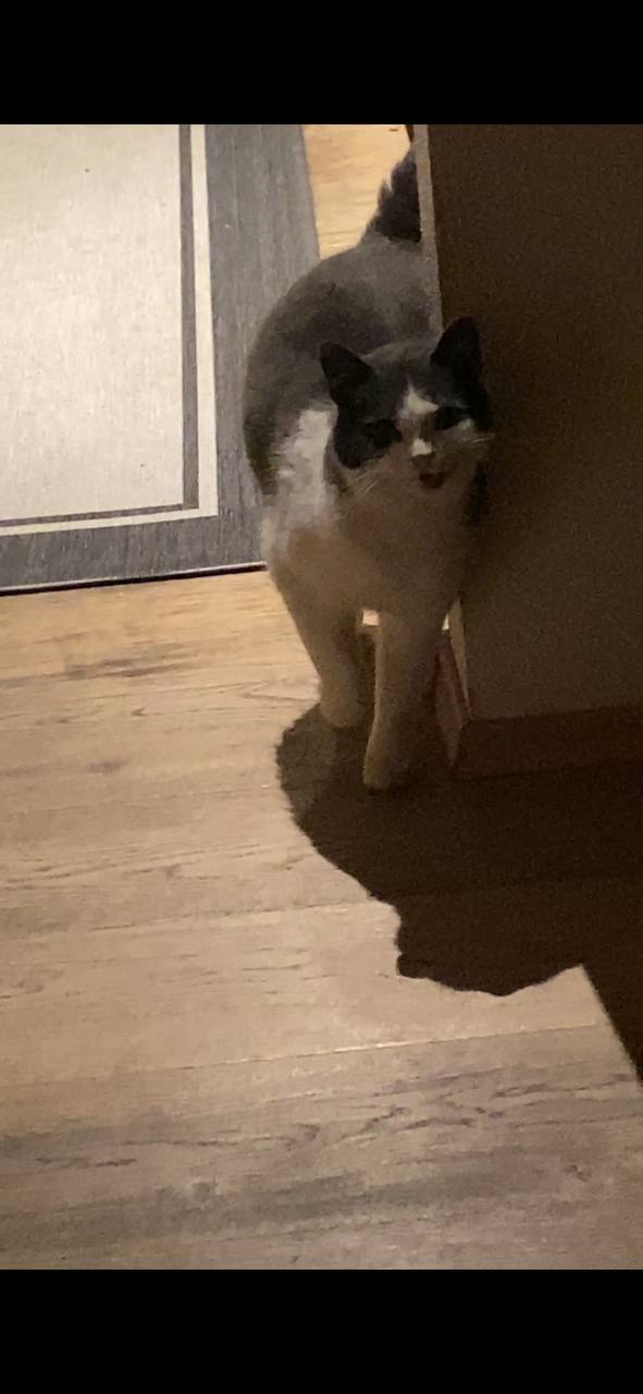 Die Katze begrüßt den Heimkehrer