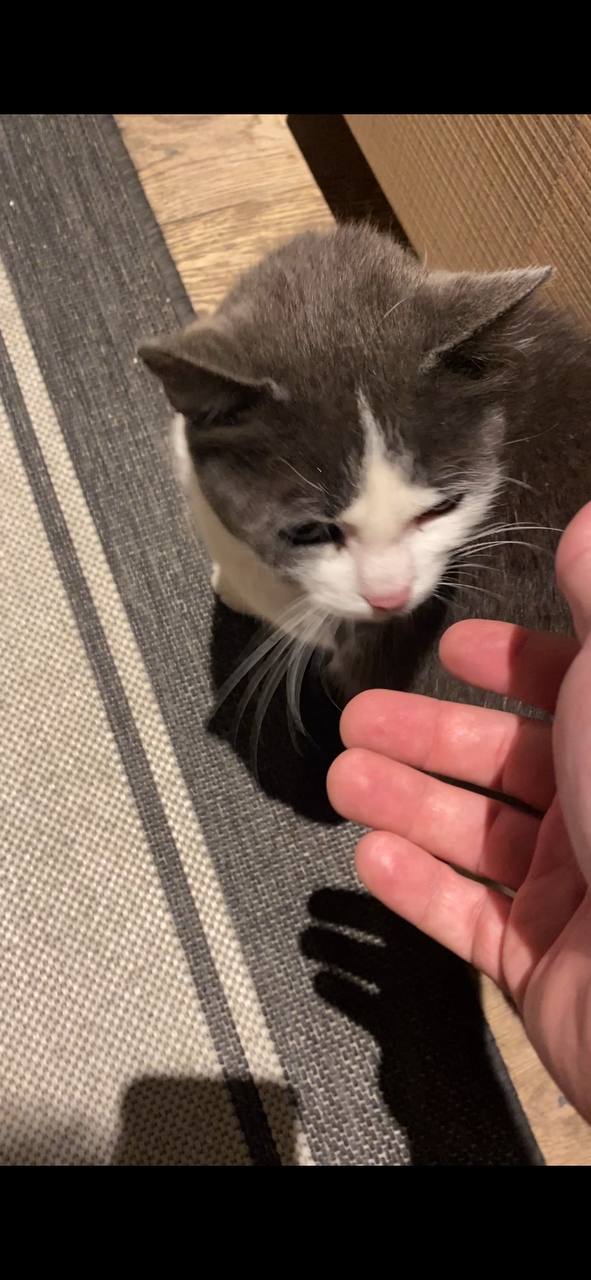 Die Katze - Majestät wartet