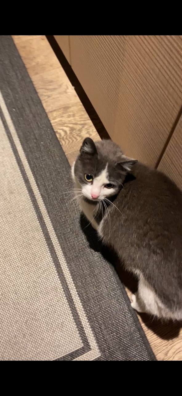 Katzenbegrüßung nach langer Tour