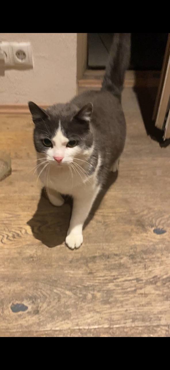 Die Katze - zufrieden nach dem Fressen